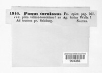 Panus conchatus image